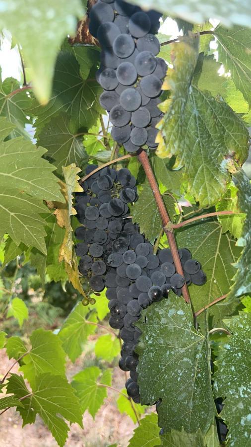 Quinta De Gestacos Villa Geres Bagian luar foto